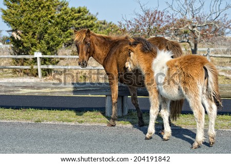 Assateague horse wild pony portrait while coming to you