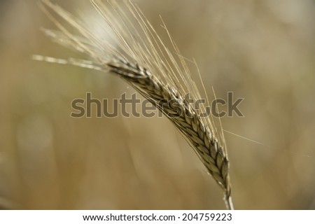 Mature Grain wheat field in summer time