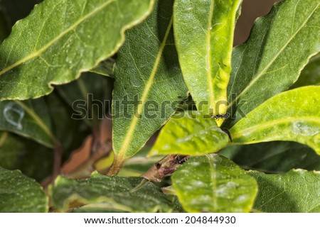 plant of green laurel leaf