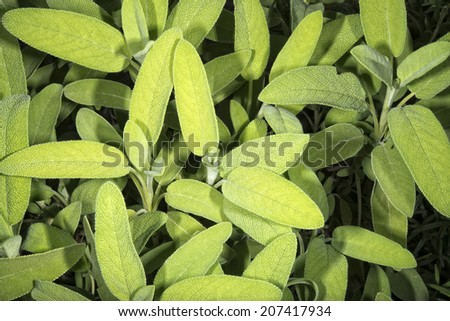 sage plant green leaf detail macro