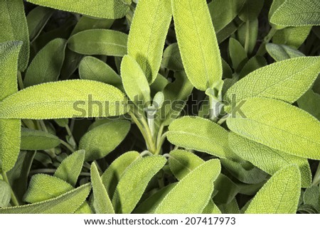 sage plant green leaf detail macro