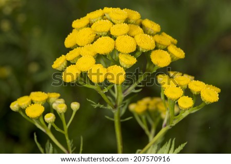yellow button flower on green background