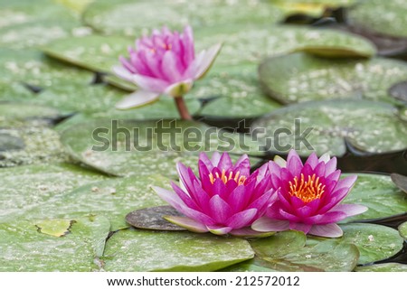 Isolated Water Lily reflection on pool