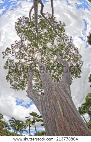 hawaiian gum tree colorful bark, Most Beautiful Tree on Earth