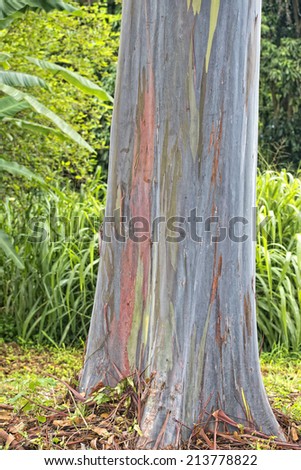 hawaiian gum tree colorful bark, Most Beautiful Tree on Earth
