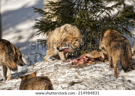 Grey wolf while eating meat on the snow background