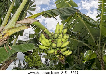Green Banana on a tree not ready for harvest