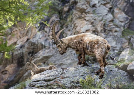 An isolated ibex deer long horn sheep close up portrait on the brown and rocks background in Italian Dolomites
