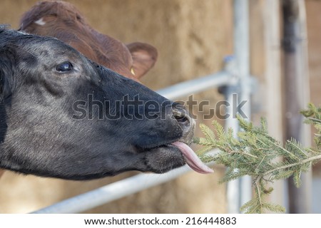 Funny Cow portrait while licking pine tree branch