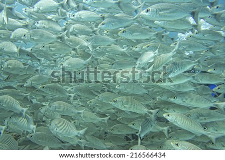 Inside a school of yellow grouper fish close up in the deep blue sea
