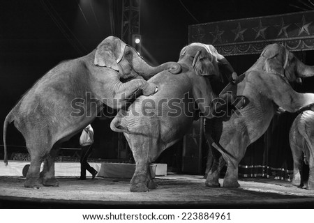circus elephant on black background