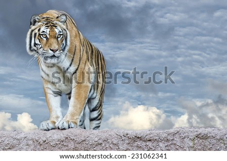 Siberian tiger ready to attack looking at you in the rocks background