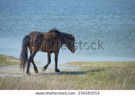 Assateague horse wild pony portrait while going to water