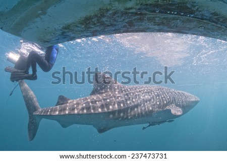 Whale Shark underwater in the deep blue sea seems to attack diver