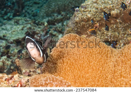Clown fish while looking at you from anemone while diving in Indonesia