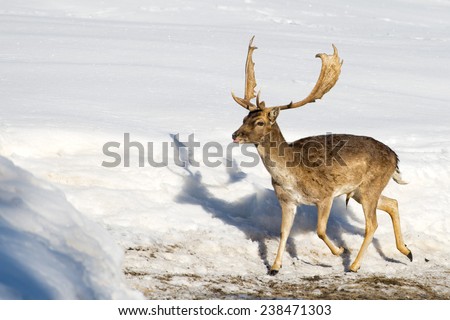 Mule Deer portrait on the snow and forest background