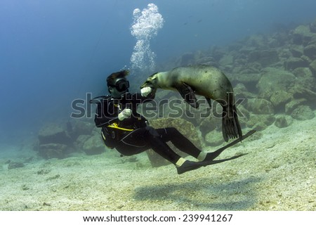Sea lion seal while biting a diver underwater