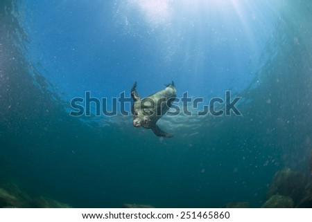 sea lion seal coming to you underwater