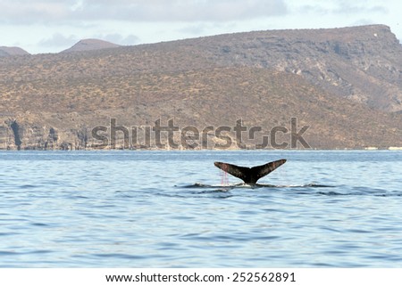 Humpback whale tail while going down