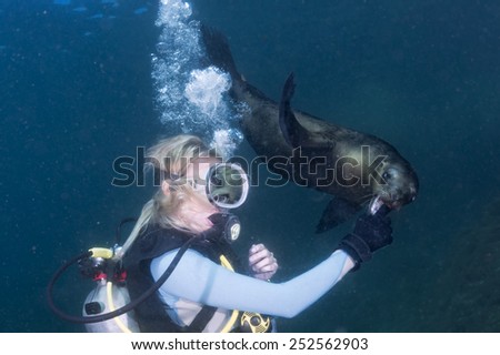sea lion seal coming to blonde diver girl underwater