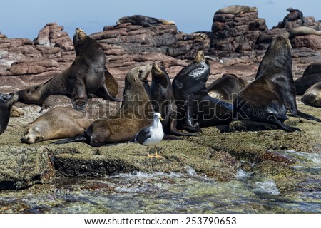 sea lion seals while relaxing on rocks