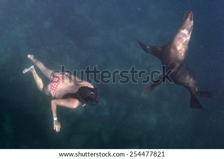 sea lion seal coming to black hair diver girl underwater
