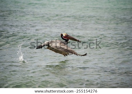 Pelican while flying from a boat