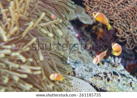 Clown fish portrait while looking at you from anemone tentacles