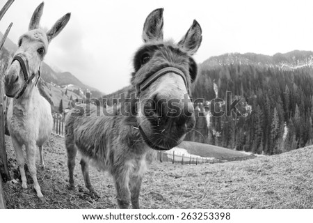 white donkey portrait close up on mountain background