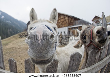 white donkey portrait close up on mountain background