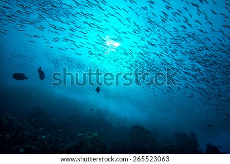 Inside a giant travelly tuna school of fish close up in the deep blue sea