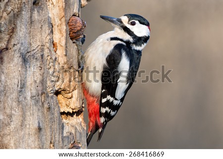 Red woodpecker while eating a nut