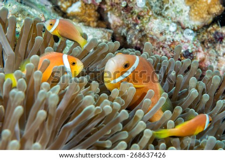 Clown fish portait while looking at you from anemone tentacles