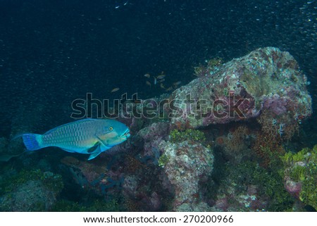 A colorful parrot fish while diving