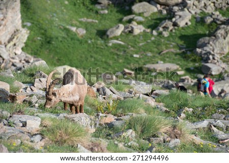 ibex long horn sheep Steinbock on the rocks in Italian Dolomites