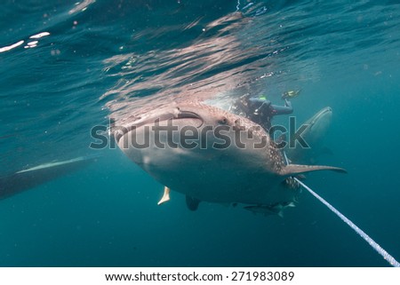 Whale Shark underwater with big open mouth jaws ready to move to a photographer scuba diver
