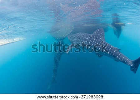 Whale Shark underwater with big open mouth jaws ready to move to a photographer scuba diver