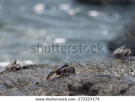 crab on the lava rocks in hawaii big island