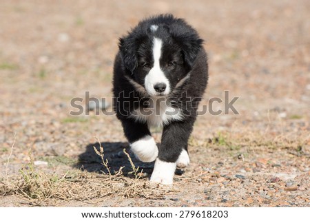 border collie puppy dog portrait in a farm
