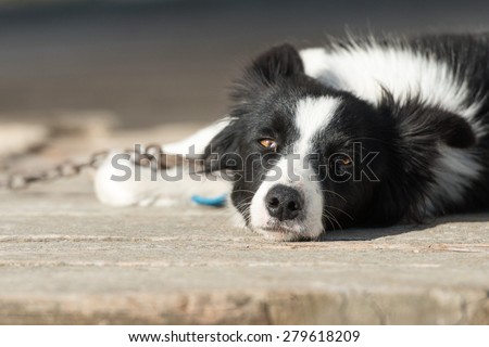 chained border collie dog looking at you in a farm