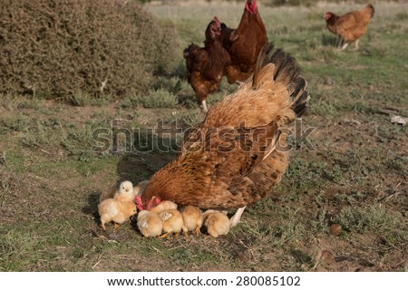 chicken brooding hen and chicks in a farm