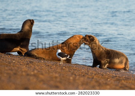 patagonia sea lion portrait seal while kissing on the beach