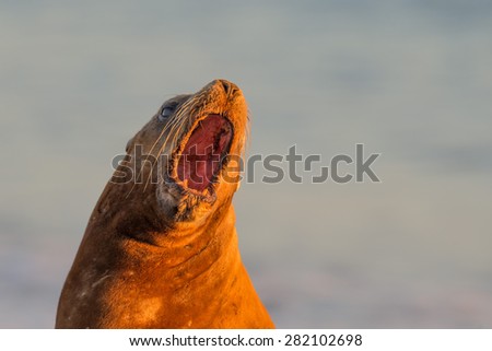 patagonia sea lion portrait seal while roaring on the beach