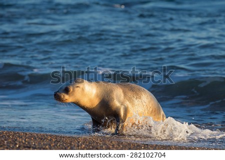 patagonia sea lion portrait seal while running on the beach