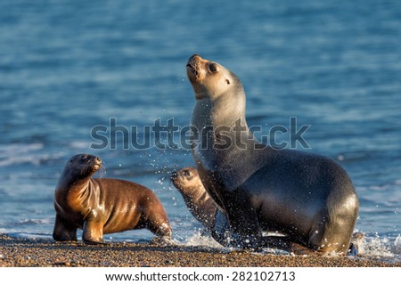 patagonia sea lion portrait seal while running on the beach