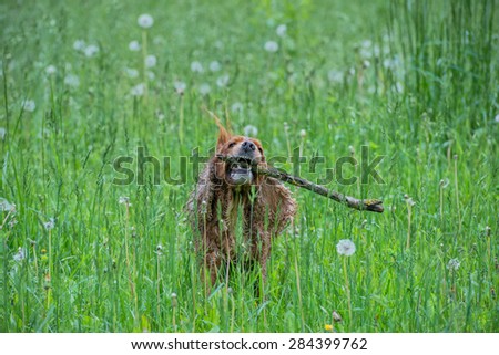 Dog puppy cocker spaniel while jumping on grass background