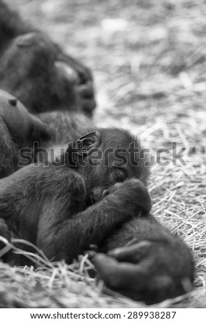 baby gorilla sleeping on mother arm
