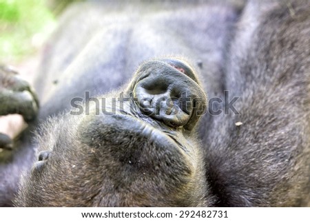 black gorilla ape monkey close up portrait