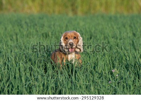 Happy english cocker spaniel while playing in the grass field