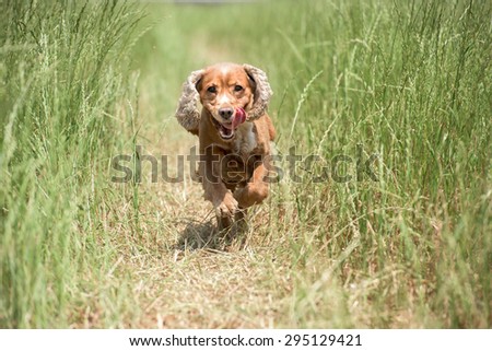 Happy english cocker spaniel while playing in the grass field
